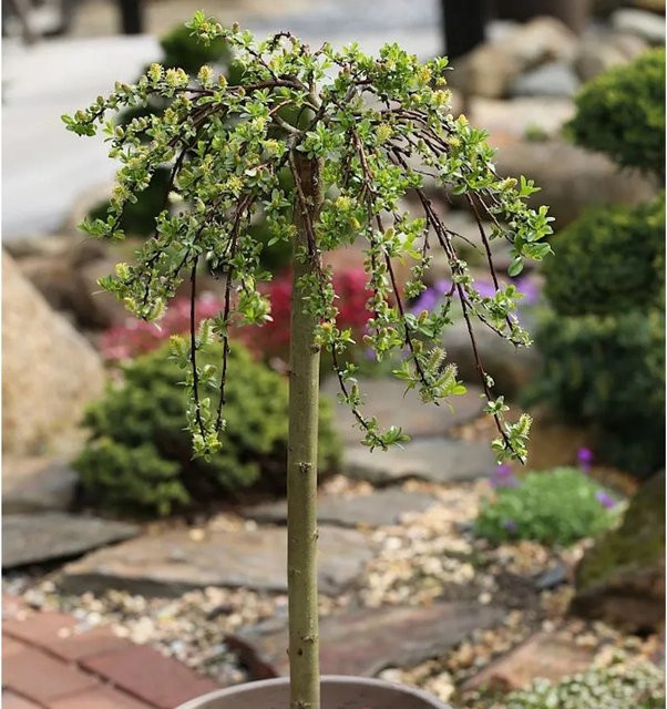 Salix simulatrix Hochstamm Teppichweide grüner Zierstrauch Nr-01.de Höhe: 60-80 cm - Bild 1
