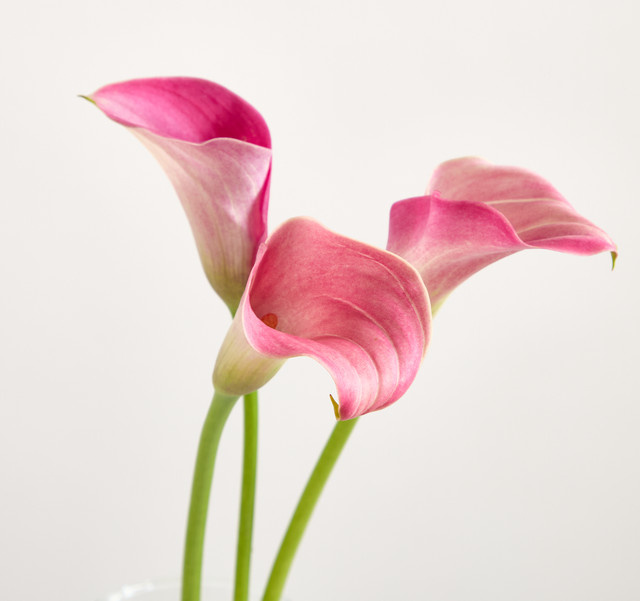 Blume2000 Arrangement Calla Lily Pink - Bild 1