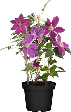 Clematis Hyb. Niobe Kletterpflanze von GROW by OBI im Topf mit Ø ca. 17 cm
