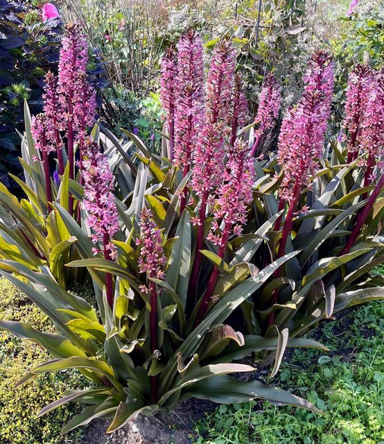 Eucomis Purple Reign Zierlilie - Bild 1