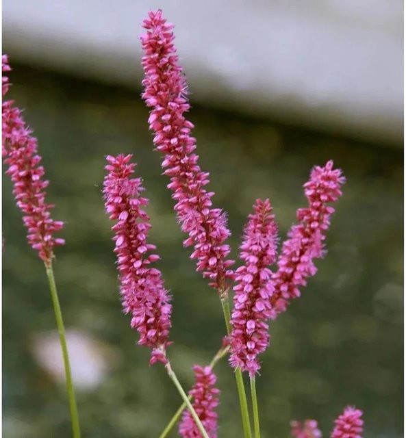Kerzenknöterich Persicaria amplexicaulis Pink Elephant von Nr-01.de, mehrjährige Pflanze in Pink - Bild 1