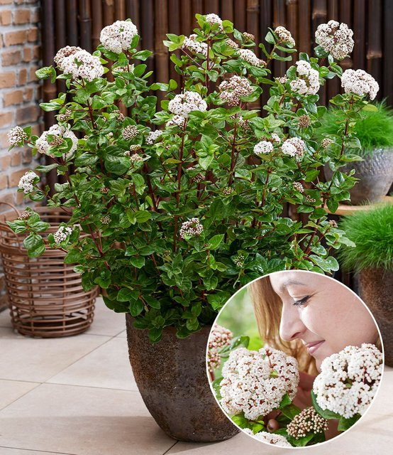 Viburnum Rock 'n Rolla Winterblüher - Bild 1