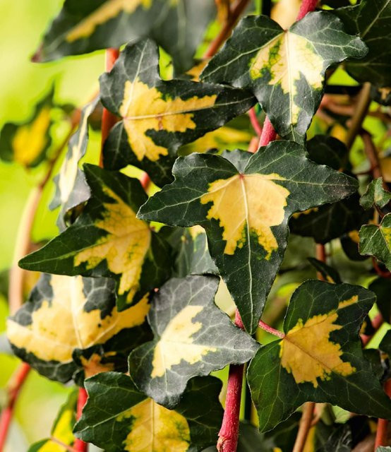 Gold Efeu Hedera Goldheart - Bild 1