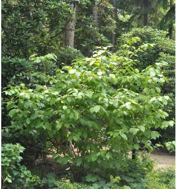 Sinocalycanthus raulstonii Chinesischer Wachsstrauch Wine, grüner Zierstrauch für deinen Garten - Bild 1