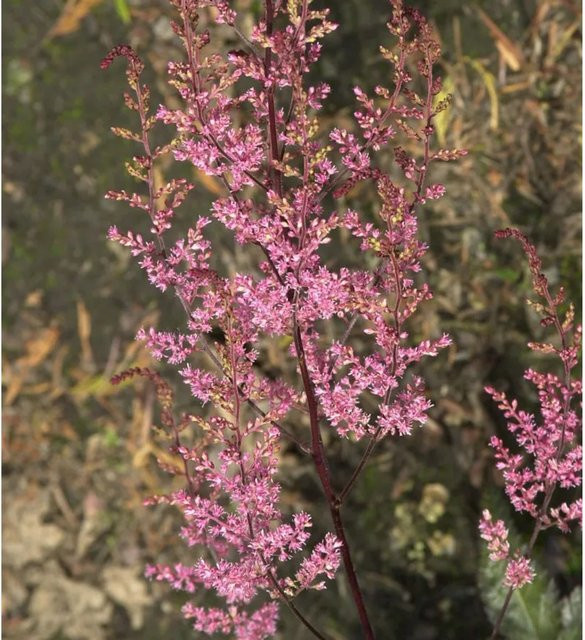 Astilbe japonica Prachtspiere Köln pink von Nr-01.de als mehrjährige Schnittblume und Bodendecker - Bild 1