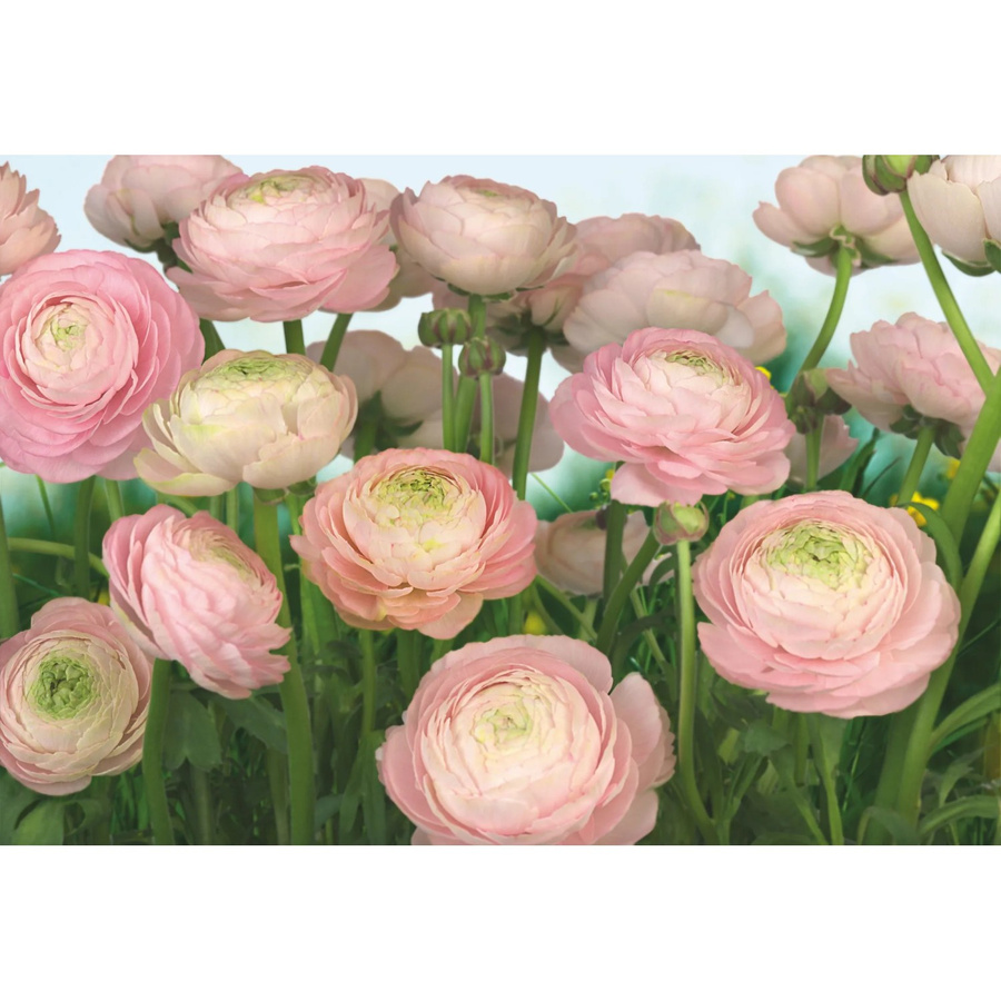 Komar Fototapete Gentle Rose in Pink, B: 368 cm, H: 254 cm - Bild 2