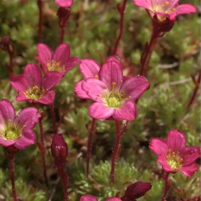 Moossteinbrech Pixi Red Saxifraga arendsii rote Bodendecker-Pflanze - Bild 1