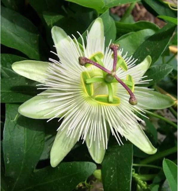 Passionsblume Constance Elliot Passiflora caerulea Kletterpflanze von Nr-01.de - Bild 1