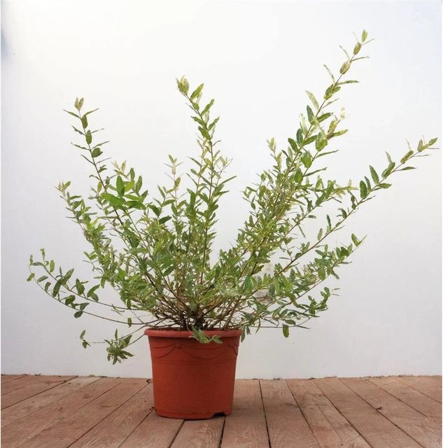 Salix Integra Hakuro Nishiki Japanische Weide mit buntem Laub in Weiß, Grün und Pink, 40–60 cm - Bild 1