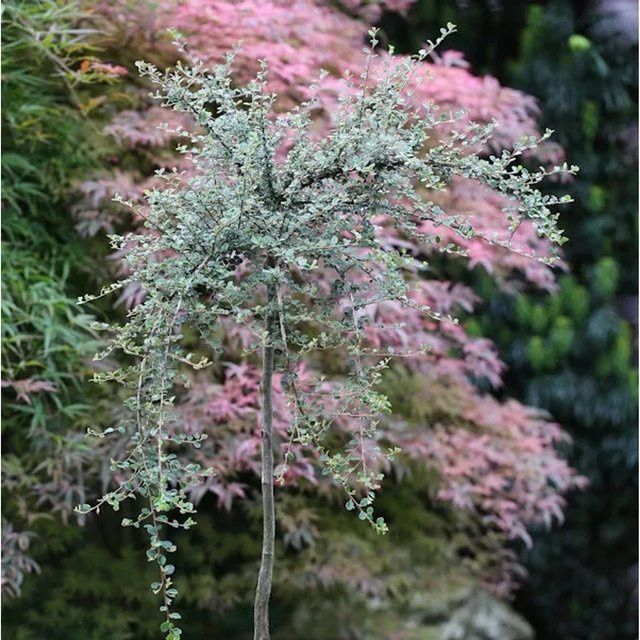 Hochstamm Kleinblättrige Zwergmispel Cotoneaster cochleatus, Höhe: 60-80 cm - Bild 1