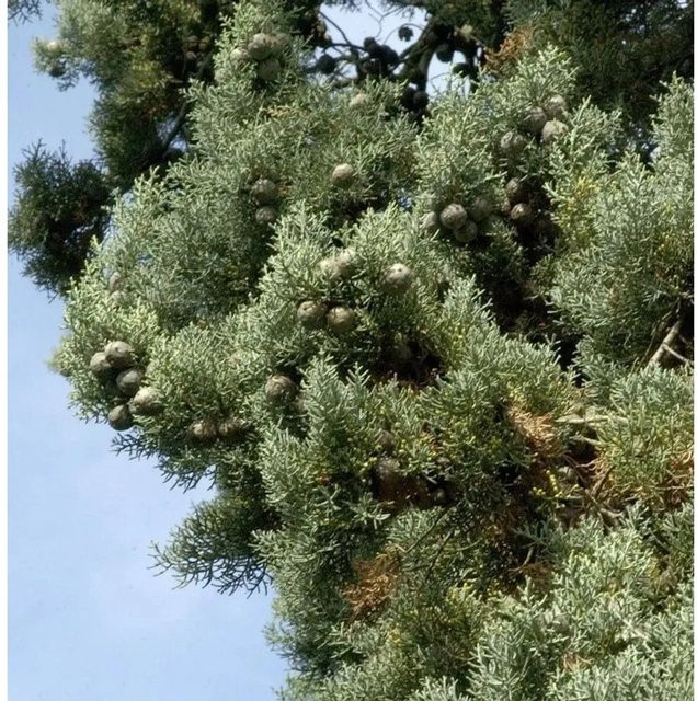 Blaue Arizona-Zypresse Glauca Cupressus arizonica für deinen Garten, 40-60 cm Höhe - Bild 1