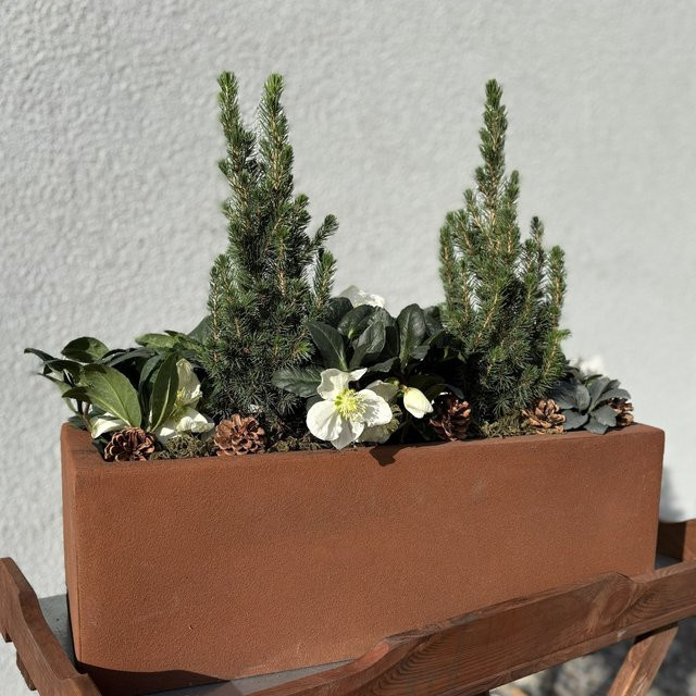 Winterarrangement mit Christrose und Picea von Mein schöner Garten Shop, 6 Pflanzen, weiß und grün - Bild 1