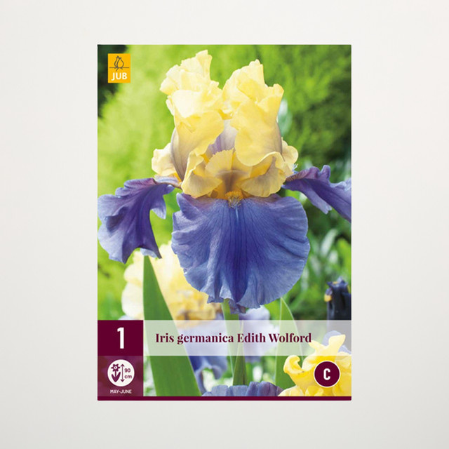Schwertlilie Edith Wolford Knolle von BLUME2000 - Bild 1