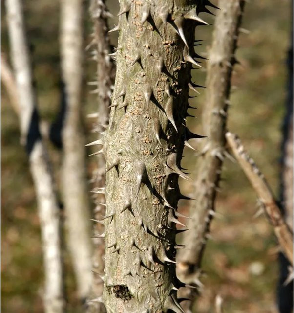 Aralia elata Teufelskrückstock Zierstrauch für den Garten Höhe: 100-125 cm - Bild 1