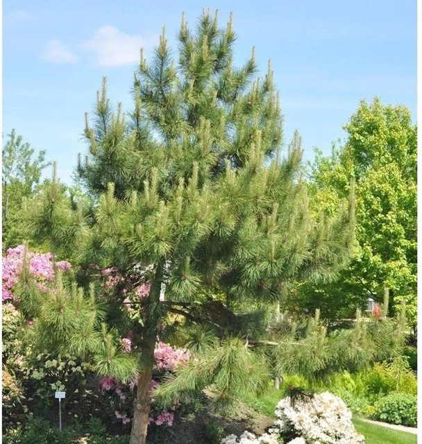 Chinesische Kiefer Pinus tabuliiformis grün, Höhe: 45 cm - Bild 1