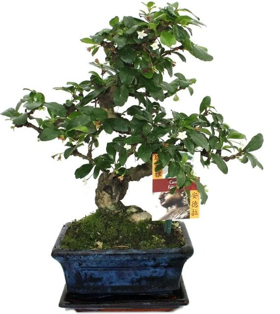 Exotenherz Bonsai Fukientee Carmona Microphylla blühend in weißem Keramiktopf, ca. 6 Jahre alt - Bild 1
