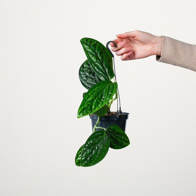 Monstera Peru Ampelpflanze von BLUME2000 in Grün, Höhe: 30 cm, Breite: 30 cm - Bild 1