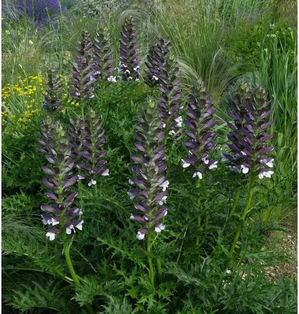 Acanthus spinosus Stachelige Bärenklaue Solitärpflanze von Nr-01.de - Bild 1