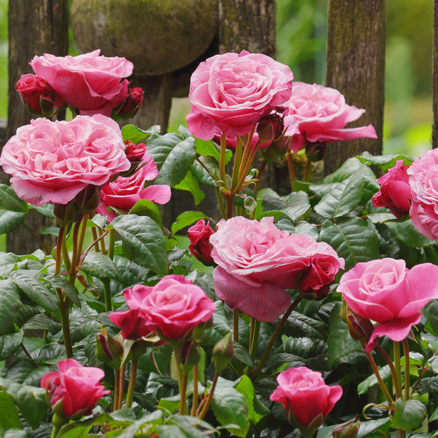 Edelrose Tantau Wildberry als wurzelnackte Gartenrose mit Blüte von Juni bis Oktober - Bild 1