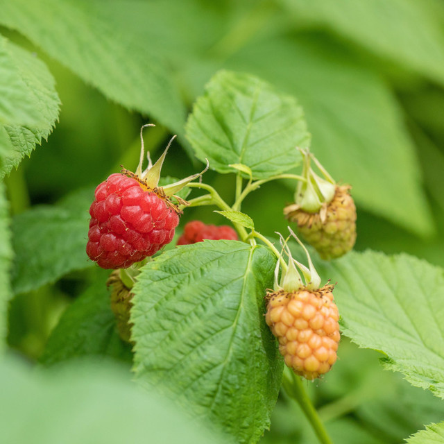 BIO Himbeere Tulameen Rubus idaeus Strauch von BLUME2000 - Bild 1