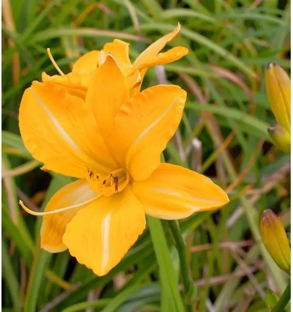 Taglilie Golden Prize Hemerocallis cultorum gelbe Staude für Beet und Garten - Bild 1