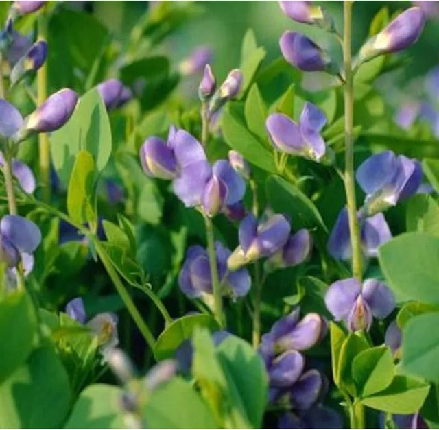 Baptisia australis Australische Färberhülse blauer Strauch von Nr-01.de - Bild 1