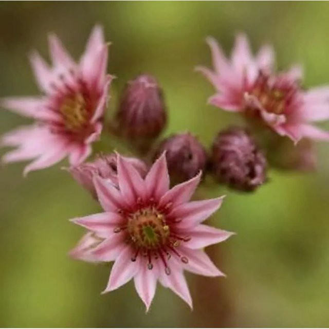 Sempervivum arachnoideum Dachwurz Katopia von Die Nr-01.de als mehrjährige Gartenpflanze - Bild 1