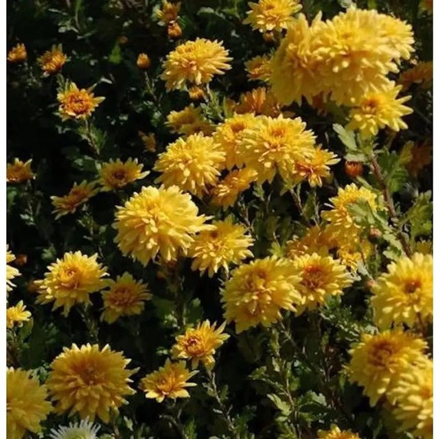 Winteraster Friederike Chrysanthemum hortorum als mehrjährige Gartenpflanze - Bild 1