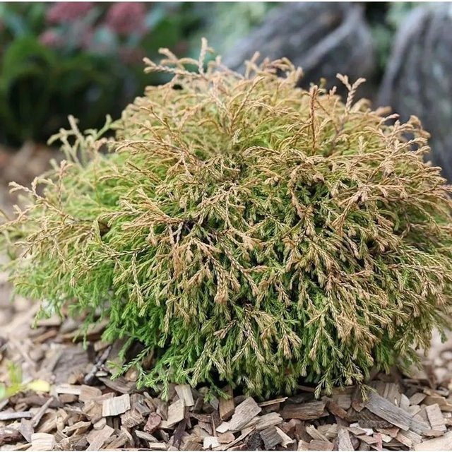 Lebensbaum Golden Tuffet Thuja occidentalis in Gold und Grün, Höhe: 25-30 cm - Bild 1