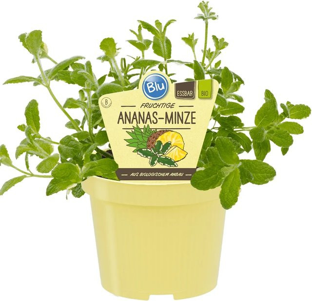 Blu Bio Ananas-Minze Mentha als pflegeleichte Dufthecke im Topf mit einem Durchmesser von ca. 12 cm - Bild 1