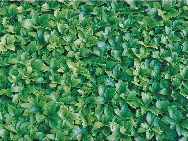 Dickmännchen Compakta Weiß Pachysandra terminalis Bodendecker mit Topf-Ø ca. 9 cm - Bild 1