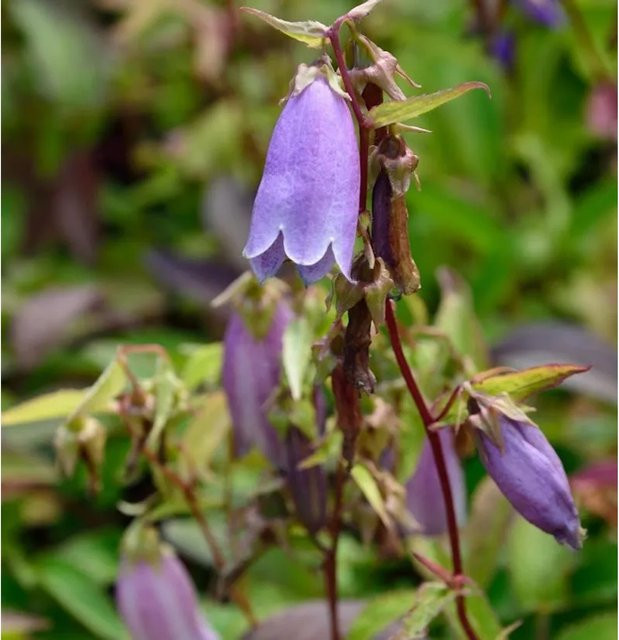 Punktierte Glockenblume Campanula punctata als mehrjährige Gartenpflanze von Nr-01.de - Bild 1