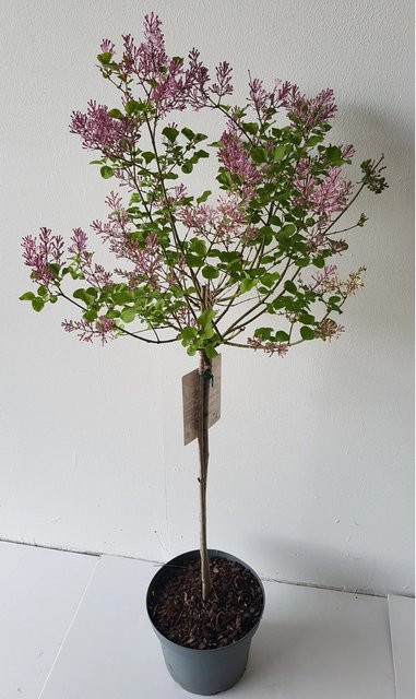 Pflanzen-Boering Syringa Palibin Zwerg-Duftflieder Stämmchen in Lila, Gesamthöhe: 120-130 cm, Stammhöhe: 80 cm - Bild 1
