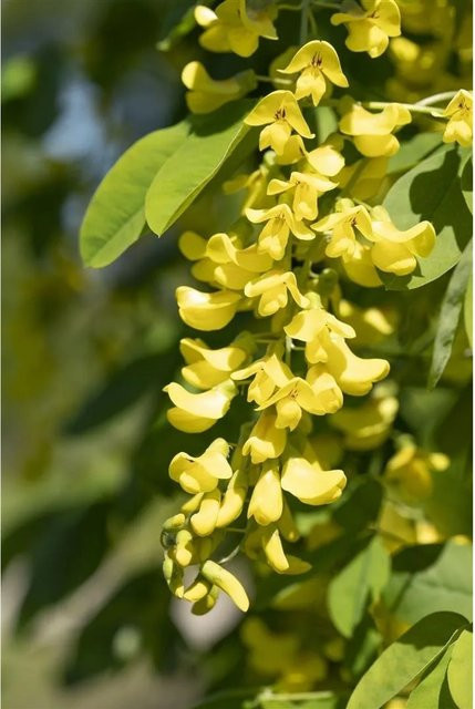 Laburnum Anagyroides Sunspire Goldregen Gelb mit 80 cm Stammhöhe - Bild 1