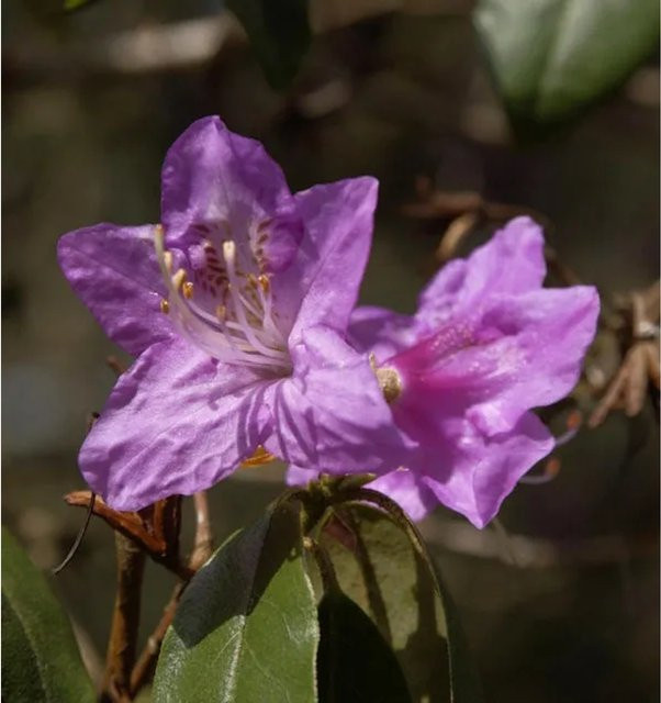 Rhododendron concinnum Strauch in Lila von Die Nr-01.de, Höhe: 30-40 cm - Bild 1