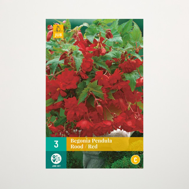 Hänge-Begonie Pendula rot von BLUME2000, 3 Knollen - Bild 1