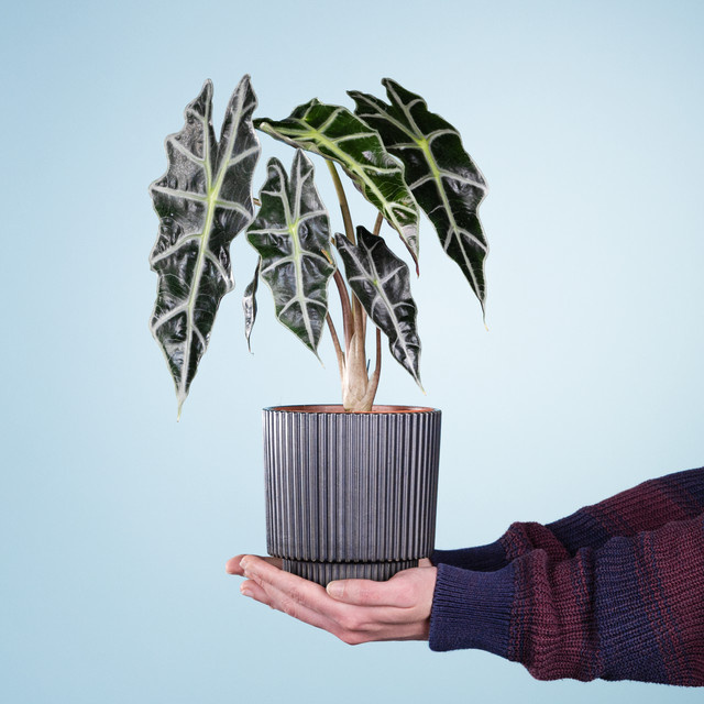 Alocasia Black Pearl Zimmerpflanze von BLUME2000 im grünen Rillenübertopf - Bild 1