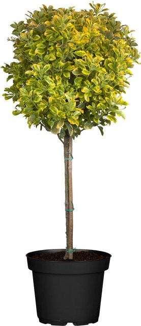 GROW by OBI Japanischer Spindelstrauch Elegantissimus Aureus im Topf, Höhe: 65 cm - Bild 1