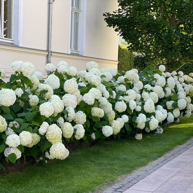 Schneeballhortensien-Set Annabelle von Mein schöner Garten Shop, 8 weiße Pflanzen für den Garten und Außenbereich - Bild 1