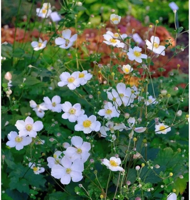 Japanische Herbstanemone Alba Anemone hupehensis weiße Staude für den Garten - Bild 1