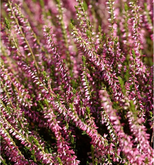 10x Calluna vulgaris Knospenheide Gardengirls Anette in Pink und Purple als Gartenstrauch - Bild 1