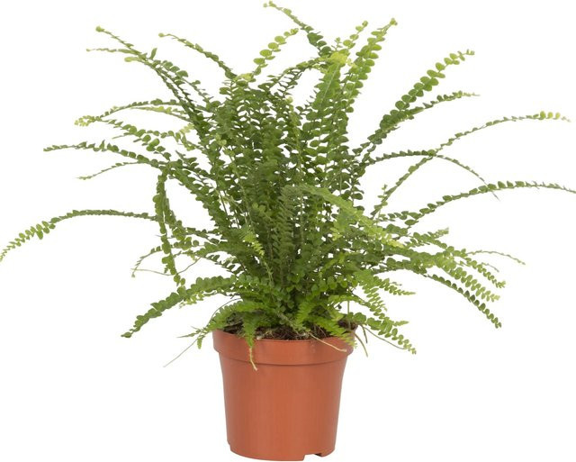 Schwertfarn Duffy Nephrolepis Zimmerfarn im Topf mit einem Durchmesser von ca. 12 cm - Bild 1
