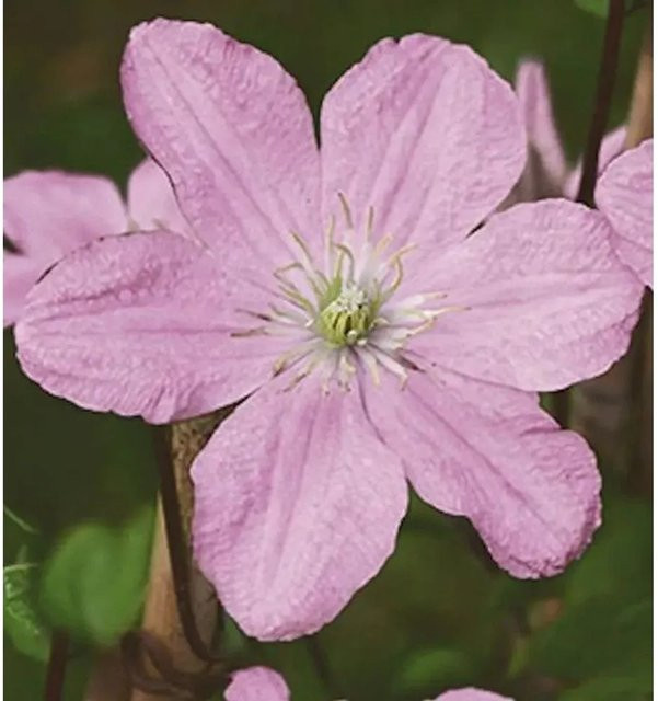 Clematis Waldrebe Comtesse de Bouchaud pink als Garten- und Kübelpflanze von Nr-01.de (40-60cm) - Bild 1