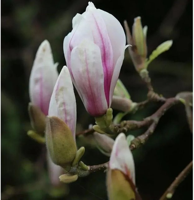 Magnolia soulangiana Pink großer Strauch von Nr-01.de - Bild 1