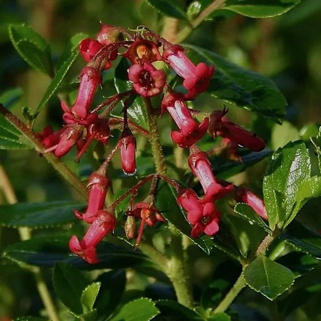 Arborix Andenstrauch Escallonia rubra Crimson Spire, Immergrüner Zierstrauch mit roten Blüten, 40 bis 50 cm im Container - Bild 1