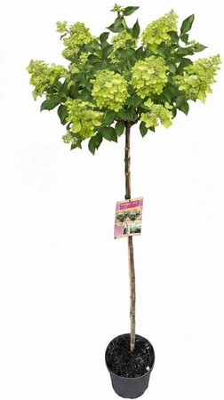 Pflanzen-Boering Hydrangea Paniculata Limelight Hortensien-Stamm mit limettengrünen Blüten, Höhe: 180 cm