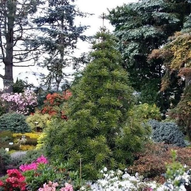 Japanische Schirmtanne Sciadopitys verticillata Sternschnuppe von Nr-01.de, Höhe: 60-70 cm, Grün - Bild 1