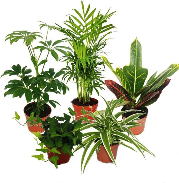 Exotenherz Zimmerpflanzen Set mit 5 grünen Pflanzen für den Tisch, Höhe: 9 cm - Bild 1