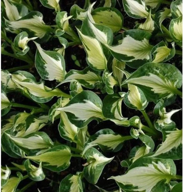 Hosta fortunei Funkie Whirlwind in Topf mit lila, violetten, blassgelben und grünen Blättern - Bild 1