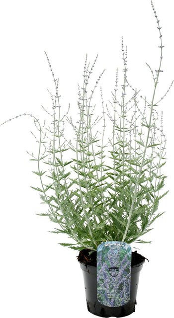 GROW by OBI Blauraute Prime Time Perovskia als mehrjährige Zierpflanze in Blau, Höhe ca. 20 - 30 cm - Bild 1